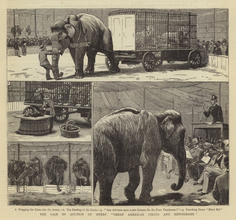 A Myers Nagy Amerikai Cirkusz és Hippodrom árverésen történő eladása alkotó: John Charles Dollman