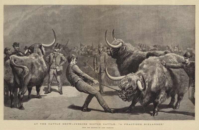 A szarvasmarhakiállításon Scotch Cattle, A Fractious Hielander bírálata alkotó: John Charlton