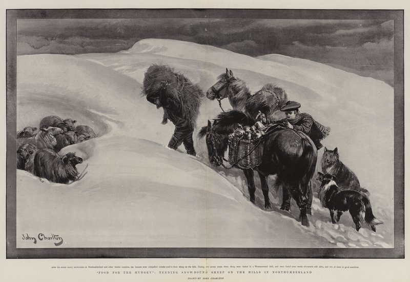 Ételek az éhezőknek, havas juhokat gondoznak a Northumberlandi dombokon alkotó: John Charlton