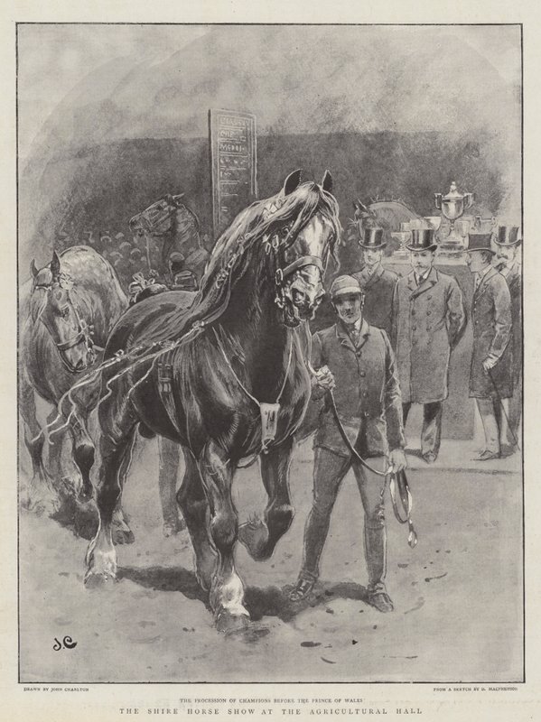 A Shire Horse Show a mezőgazdasági csarnokban alkotó: John Charlton
