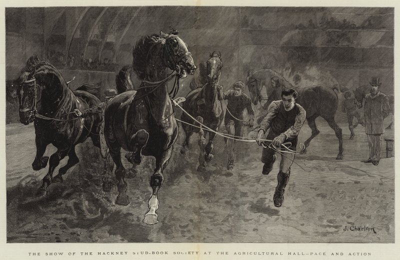 A Hackney Stud-Book Society kiállítása a Mezőgazdasági Csarnokban, Pace és Action alkotó: John Charlton