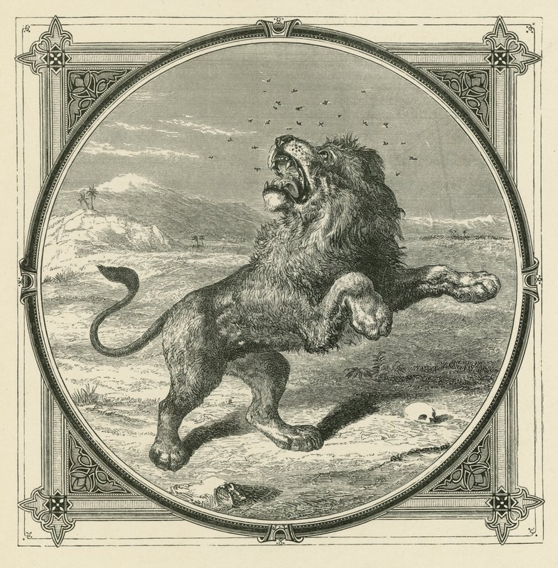 A szúnyog megszúrja az oroszlán szemét (metszet) alkotó: John Leighton