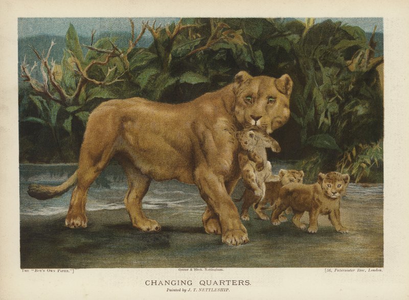 Változó negyed: az oroszlán kölykeit mozgatja (chromolitho) alkotó: John Trivett Nettleship