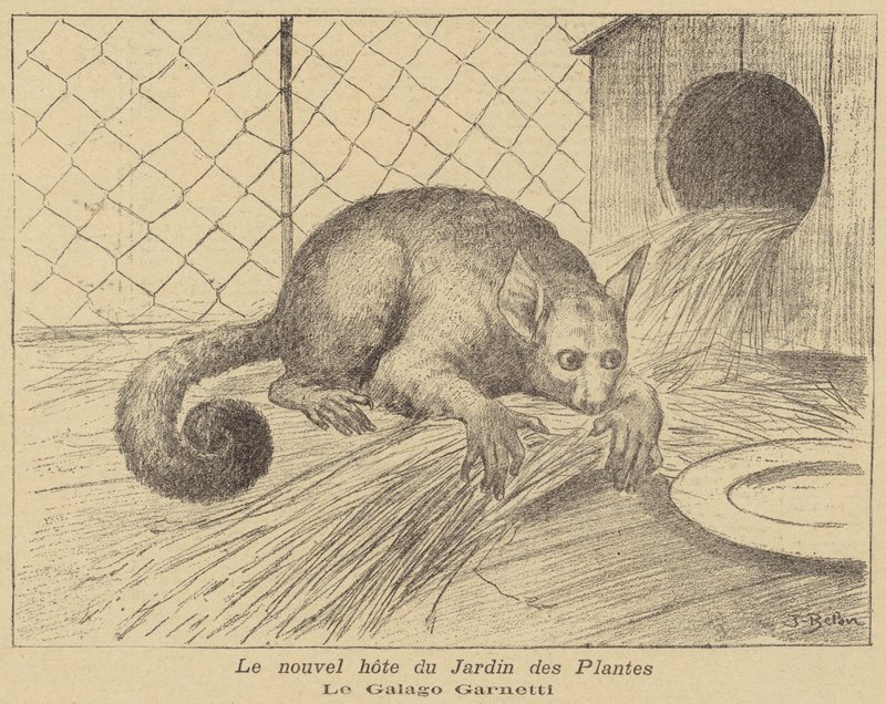 Garnetts Galago, a Jardin des Plantes új lakója alkotó: Jose Belon