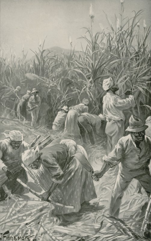 Fekete munka közben egy jamaicai cukornádültetvényen (litho) alkotó: Joseph (after) Finnemore