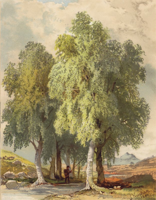 Nyírfacsoport (színes litográfia) alkotó: Joseph Needham