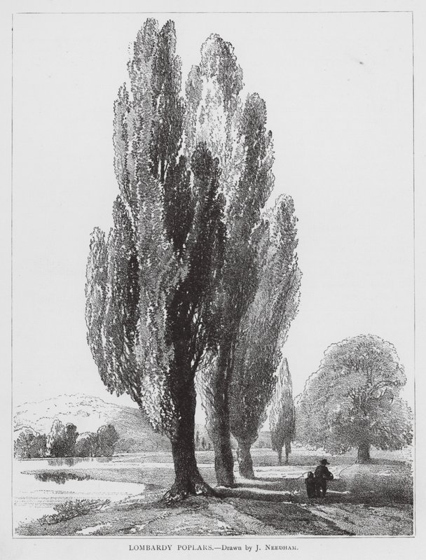 Lombardiai nyárfák (litográfia) alkotó: Joseph Needham