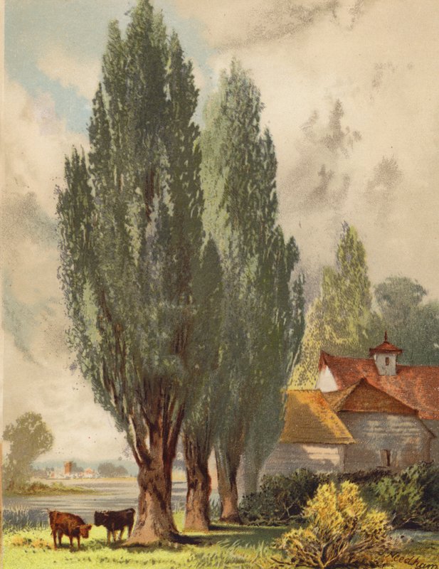 Lombardiai nyárfák, angol jelenet (színes litográfia) alkotó: Joseph Needham