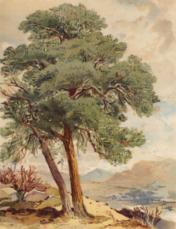 Skót fenyő, felföldi jelenet (színes litográfia) alkotó: Joseph Needham