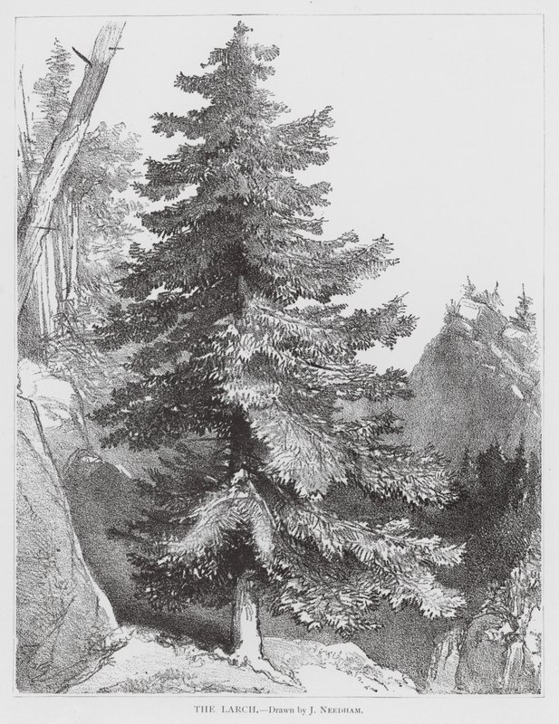 A vörösfenyő (litográfia) alkotó: Joseph Needham