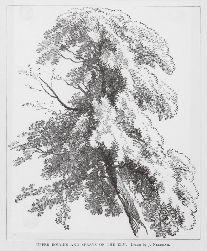 A szil felső ágai és hajtásai (litográfia) alkotó: Joseph Needham