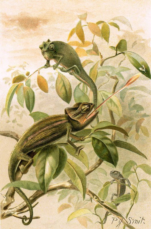 Chamaeleonok alkotó: Joseph Smit