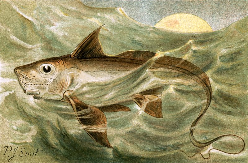 Chimaera alkotó: Joseph Smit