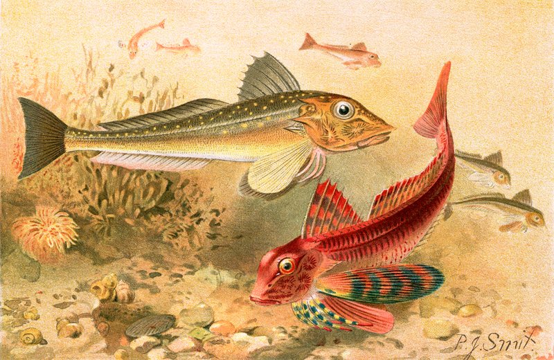 Gurnards alkotó: Joseph Smit