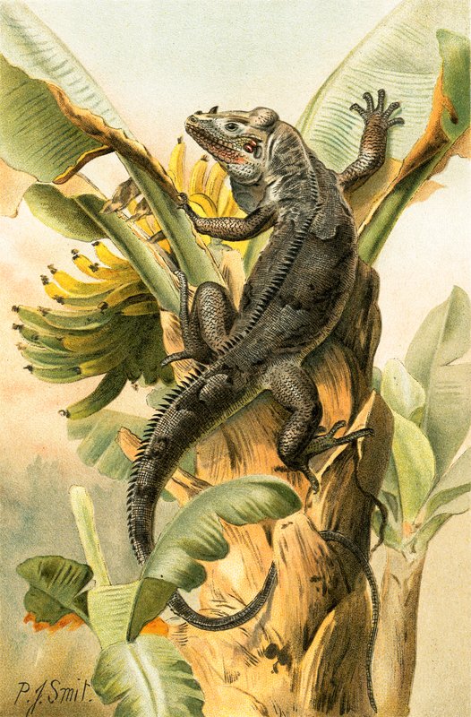 A fekete leguán alkotó: Joseph Smit