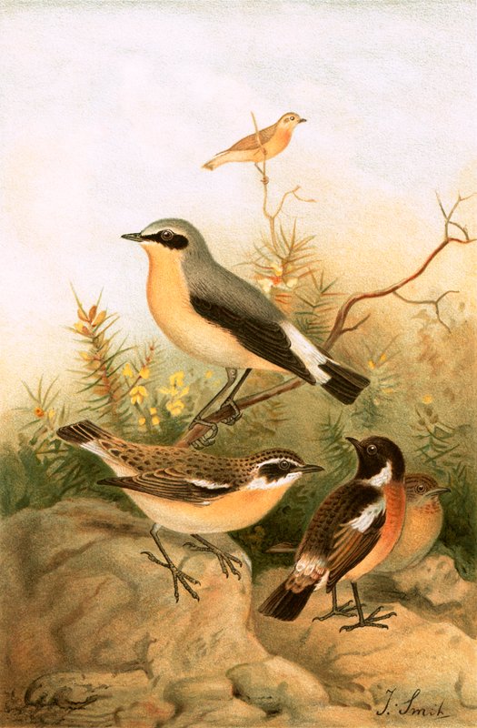 Wheatear, Stonechat és Whinchat alkotó: Joseph Smit