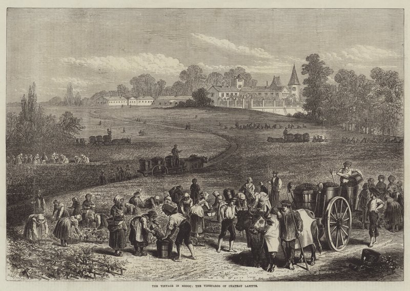 A Vintage Medocban, a Chateau Lafitte szőlőültetvényei alkotó: Jules Pelcoq