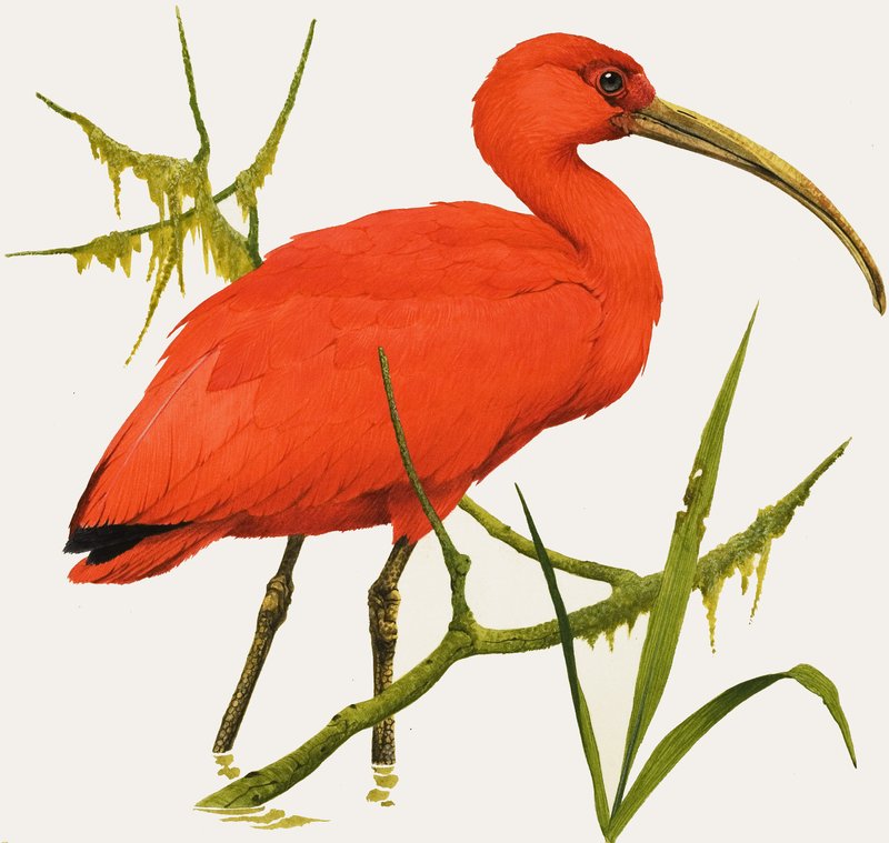 I mint Ibis alkotó: Kenneth Lilly