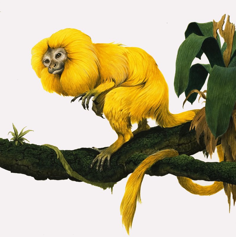 M mint Marmoset alkotó: Kenneth Lilly
