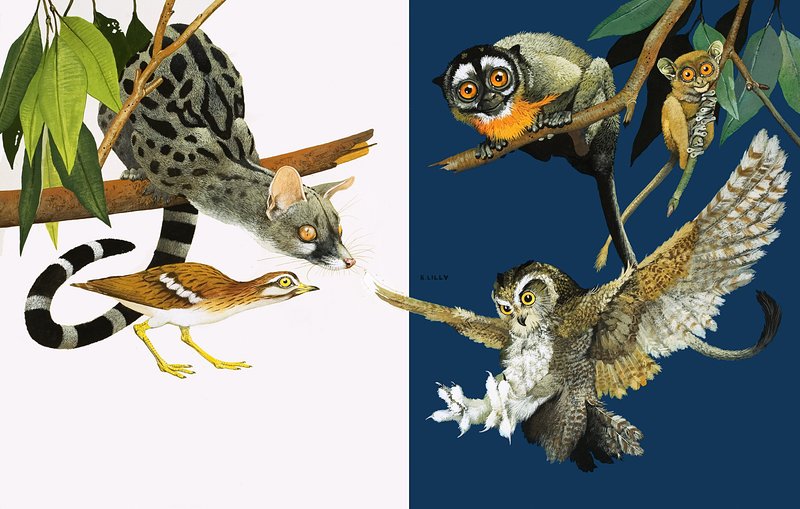 Peeps at Nature: Szemek, amelyek látnak a sötétben alkotó: Kenneth Lilly