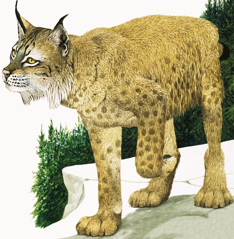 A Lynx alkotó: Kenneth Lilly