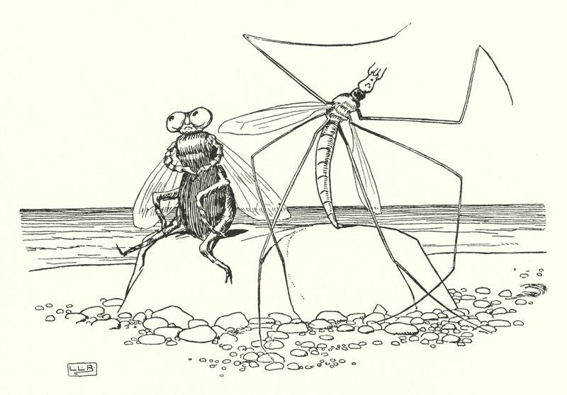 A papa, hosszú lábak és a légy (litho) alkotó: Leonard Leslie Brooke