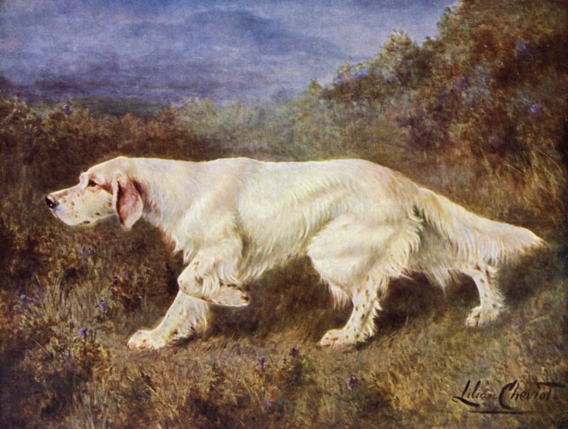 J. J. Holgate tipikus angol szettere, Mallwyd Ned alkotó: Lilian Cheviot