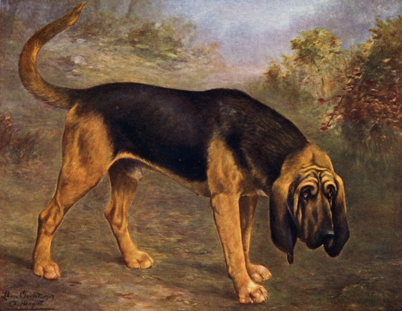 The Bloodhound Champion Hengist alkotó: Lilian Cheviot