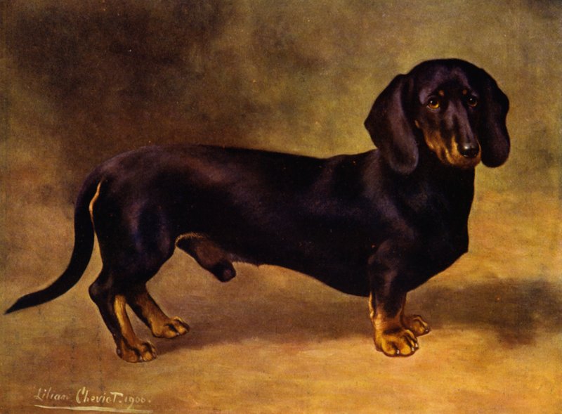 A tacskó Earl Satin alkotó: Lilian Cheviot