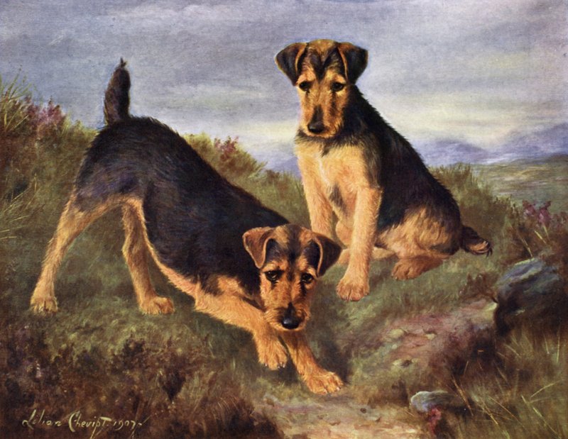 Welsh Terrier Glansevin Coquette és Champion Glansevin Coda alkotó: Lilian Cheviot