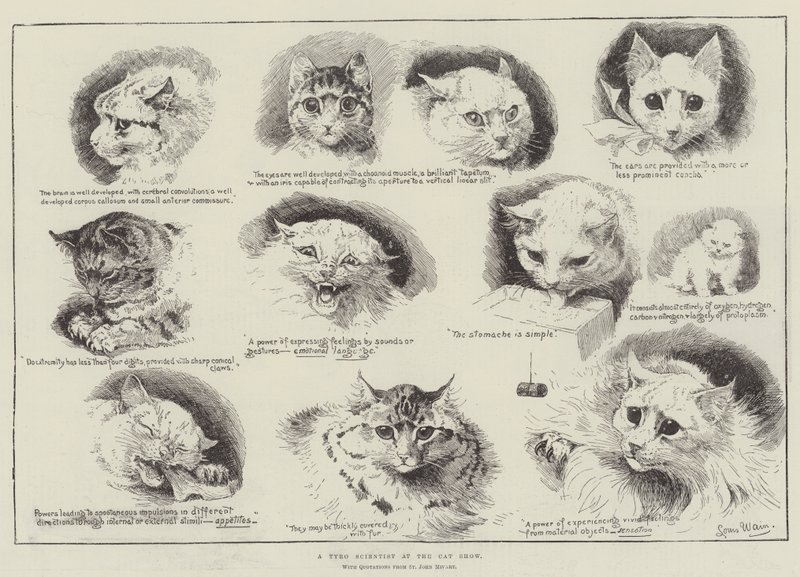 Tyro tudós a macskakiállításon alkotó: Louis Wain