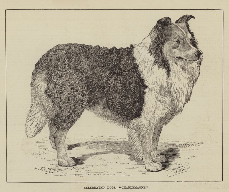 Ünnepelt kutyák, Nagy Károly alkotó: Louis Wain
