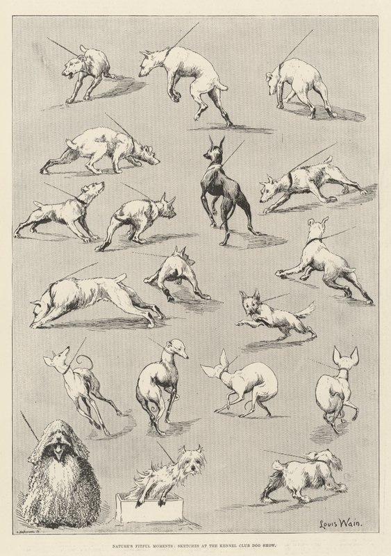 A természet fitt pillanatai, vázlatok a Kennel Club kutyakiállításon alkotó: Louis Wain