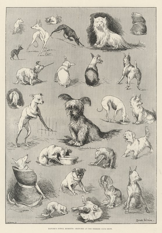 A természet fitt pillanatai, vázlatok a Terrier Club Show-n alkotó: Louis Wain