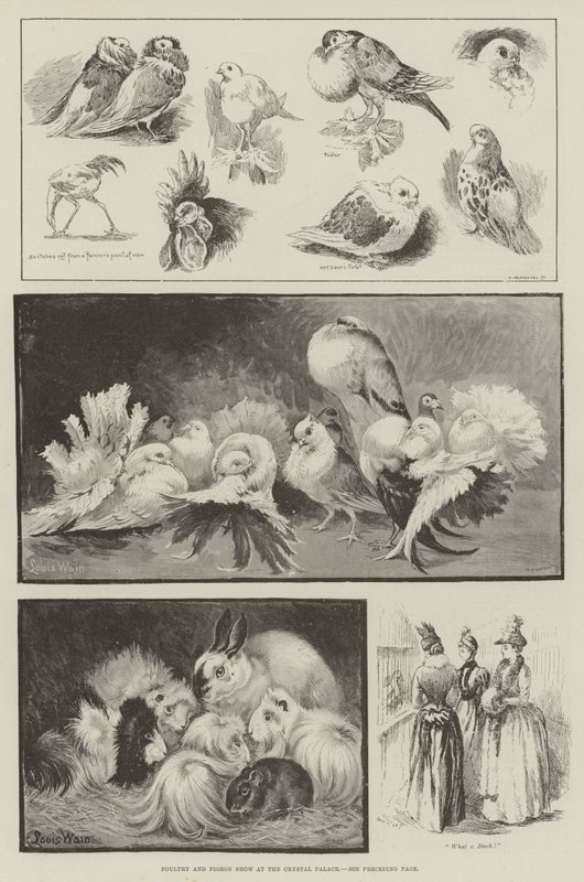 Baromfi és galamb bemutató a Crystal Palace-ban alkotó: Louis Wain