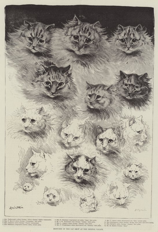 Vázlatok a Crystal Palace cicabemutatójáról alkotó: Louis Wain