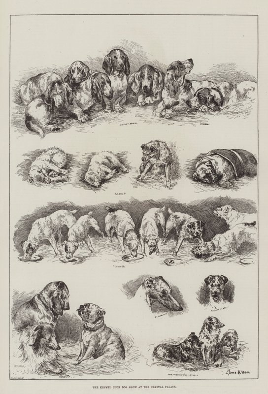 A Kennel Club kutyakiállítás a Crystal Palace-ban alkotó: Louis Wain