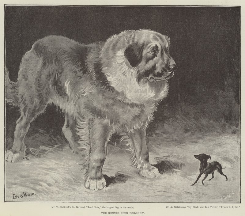 A Kennel Club kutyakiállítás alkotó: Louis Wain