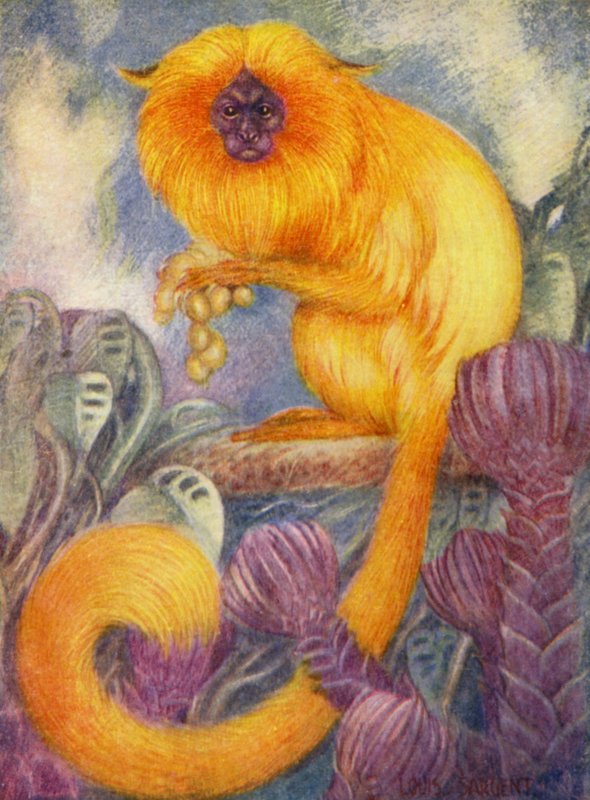 Az állatkertben: Marmoset Monkey (színes litó) alkotó: Louis Augustus Sargent