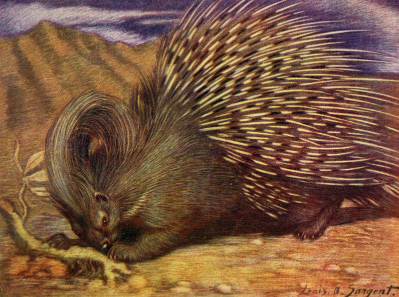 Az állatkertben: Porcupine (színes litó) alkotó: Louis Augustus Sargent