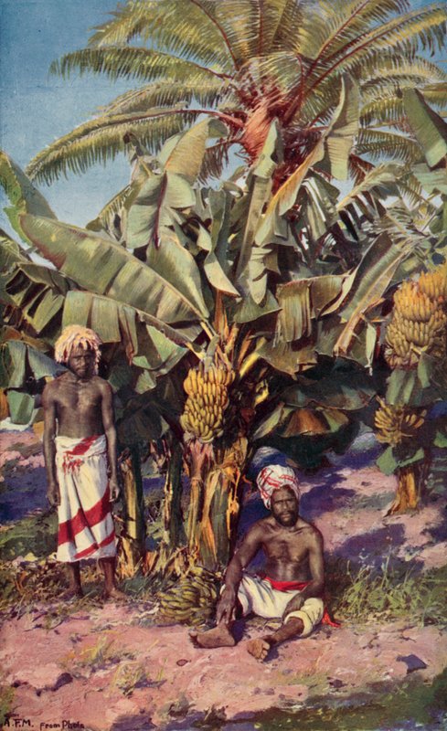 Banánültetvény, Fidzsi-szigetek (színes litho) alkotó: Louis Fairfax Muckley