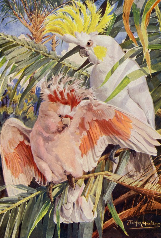 A kakadu (színes litó) alkotó: Louis Fairfax Muckley