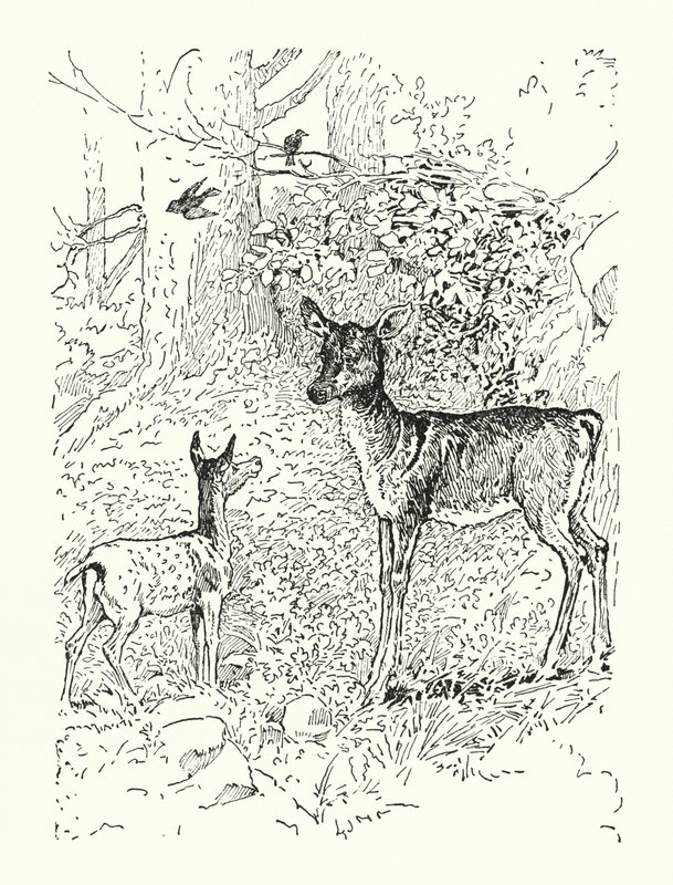 Az őzike és az anyja (litográfia) alkotó: Louis John Rhead