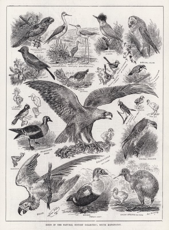 Birds in the Natural History Collection, South Kensington (metszet) alkotó: Louis Wain