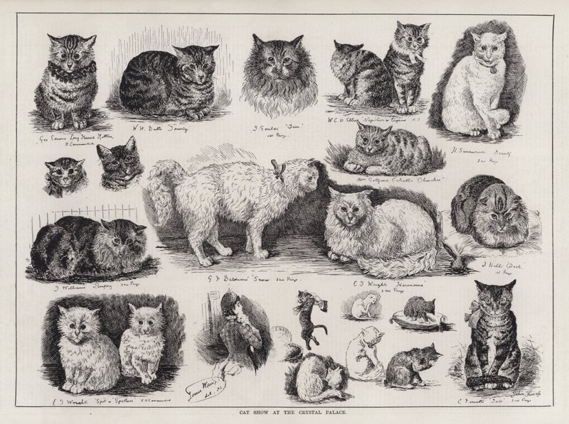 Macskabemutató a Crystal Palace-ban (metszet) alkotó: Louis Wain