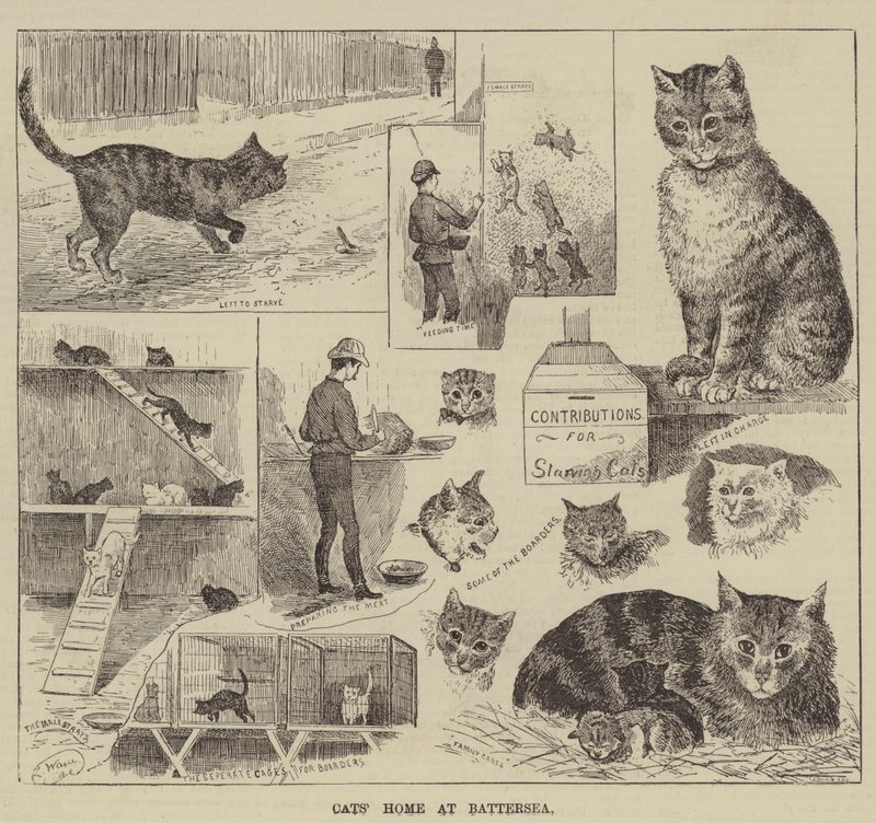 Macskák otthona Battersea-ben alkotó: Louis Wain