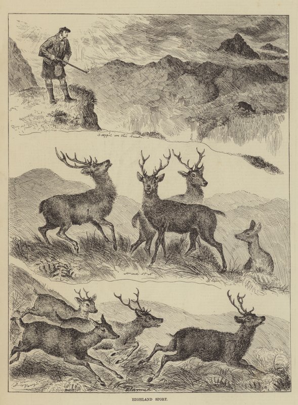 Highland Sport alkotó: Louis Wain