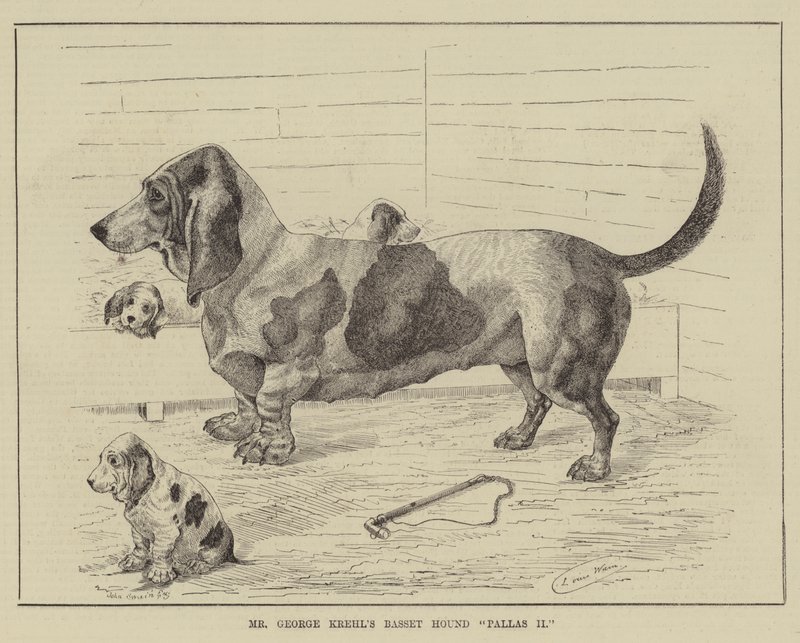 Mr George Krehl Basset Hound Pallas II alkotó: Louis Wain