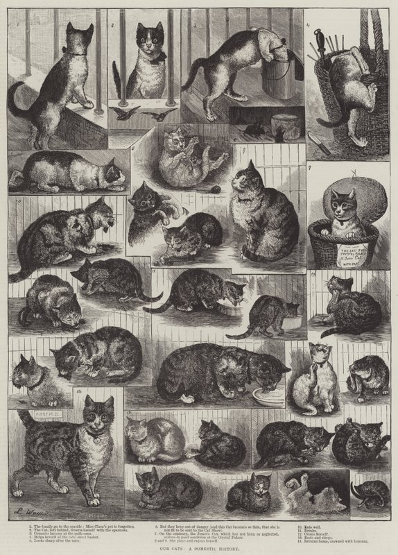 Macskáink, hazai történelem alkotó: Louis Wain
