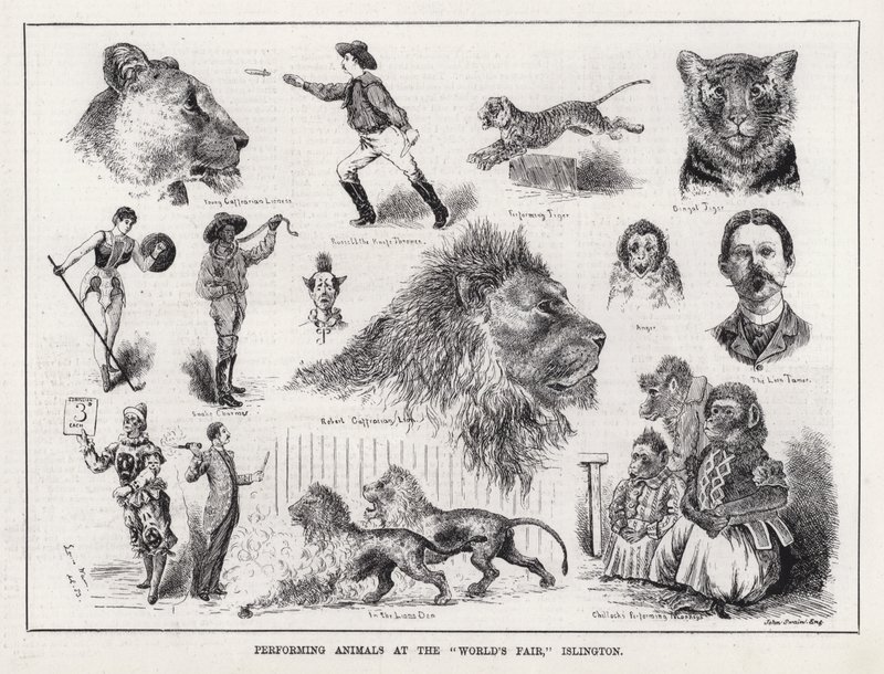 Állatok előadása a "Világkiállításon", Islington (metszet) alkotó: Louis Wain